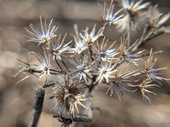 Conoclinium coelestinum