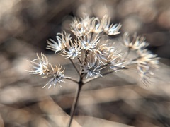 Conoclinium coelestinum