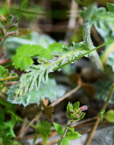 Achillea holosericea, photograph 4
