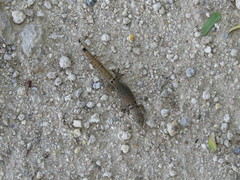 Sphaerodactylus continentalis