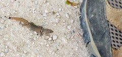 Sphaerodactylus continentalis