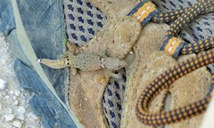 Sphaerodactylus continentalis