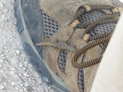 Sphaerodactylus continentalis