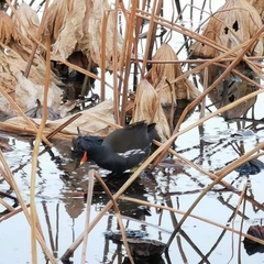 Gallinula chloropus