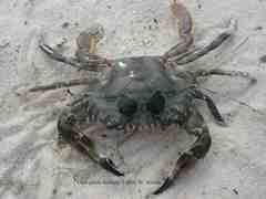 Charybdis hellerii