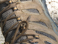 Sphaerodactylus continentalis