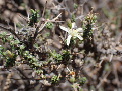 Wahlenbergia nodosa