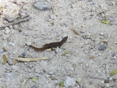 Sphaerodactylus continentalis