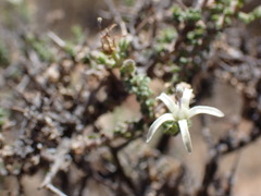 Wahlenbergia nodosa