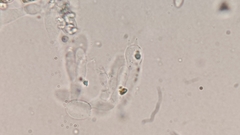 Crepidotus stratosus