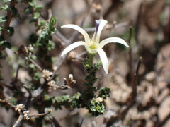 Wahlenbergia nodosa