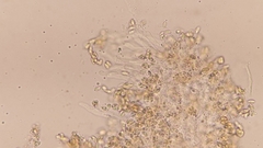 Crepidotus stratosus