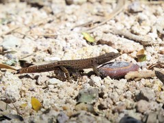 Sphaerodactylus continentalis
