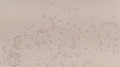 Crepidotus stratosus