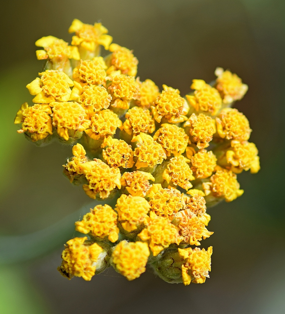 Achillea holosericea; photograph (c) Kostas Zontanos, some rights reserved (CC BY)