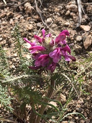 Pedicularis rubens