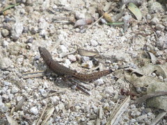 Sphaerodactylus continentalis