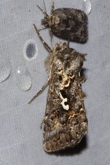 Syngrapha alias