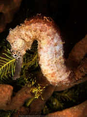 Syngnathidae