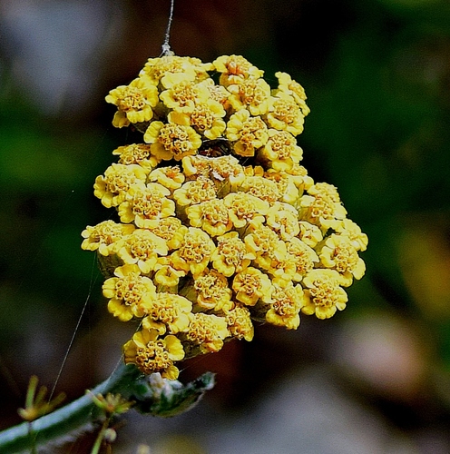 Achillea holosericea, photograph 1