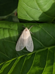 Pareuchaetes pseudoinsulata