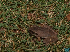 Pseudophilautus amboli