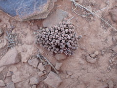 Crassula corallina