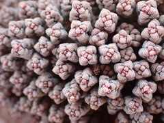 Crassula corallina