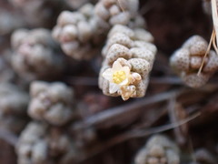 Crassula corallina