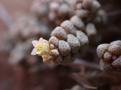 Crassula corallina