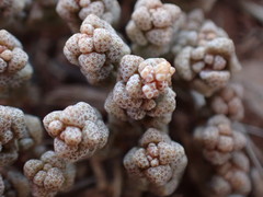 Crassula corallina