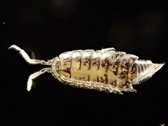 Image of Halophiloscia couchii