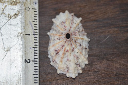 Barbados Keyhole Limpet