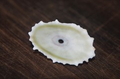 Fissurella barbadensis