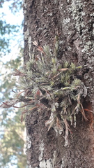 Tillandsia tricholepis