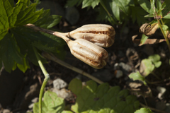 Fritillaria latifolia