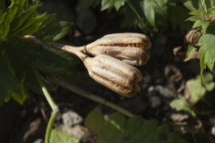 Fritillaria latifolia