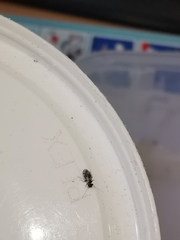 Elipsocus abdominalis