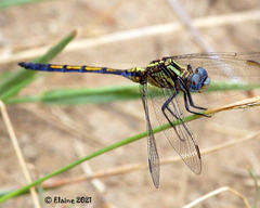 Orthetrum machadoi