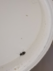 Elipsocus abdominalis