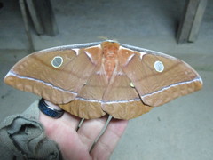 Antheraea godmani
