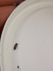 Elipsocus abdominalis