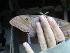 Antheraea godmani