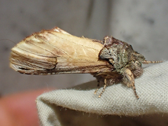 Ianassa pallida