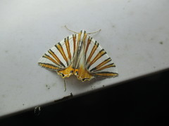 Pityeja histrionaria