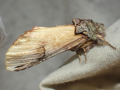 Ianassa pallida