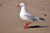 Silver Gull - Photo (c) marlenekraml, some rights reserved (CC BY-NC)