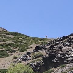 Juniperus pseudosabina