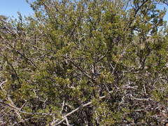 Searsia burchellii