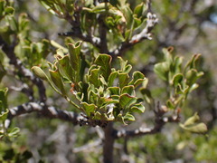 Searsia burchellii